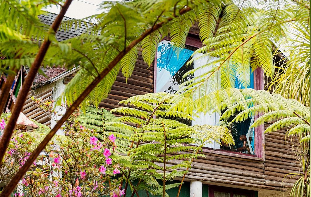 Wooden house among tree ferns and flowers