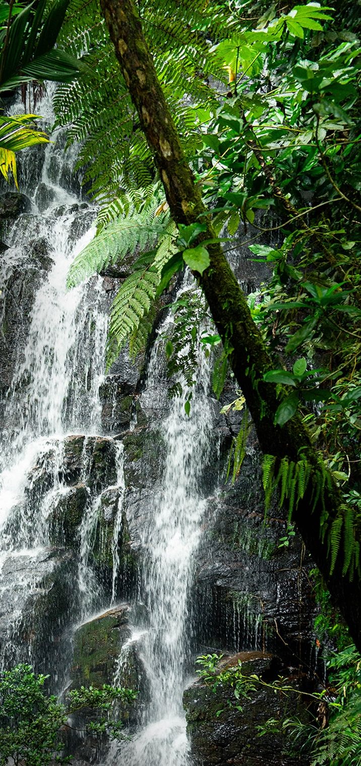 Rizos de Plata waterfall among ferns and forest