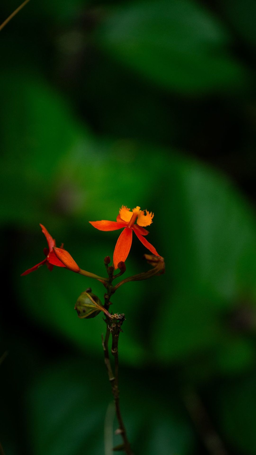Wild orange flower of the cloud forest